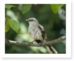 mockingbird essay