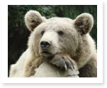 Animal Research Essays