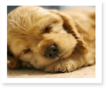 essay on animals
