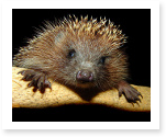 Animal Cell Essays vs. The Lowest Animal Essays
