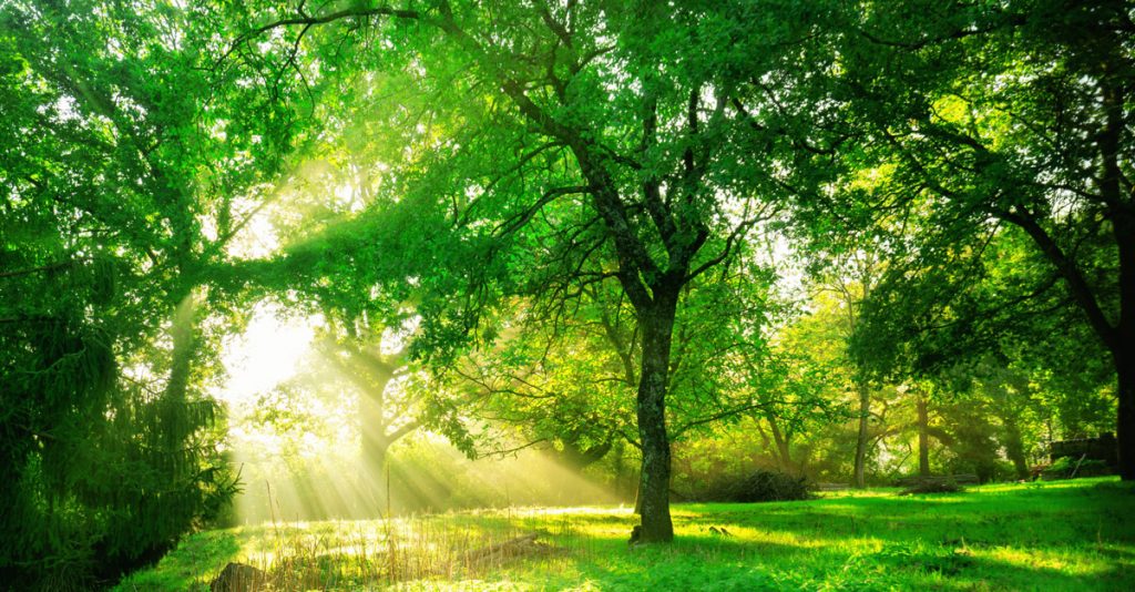 Green forest background with morning sunrise in spring season.